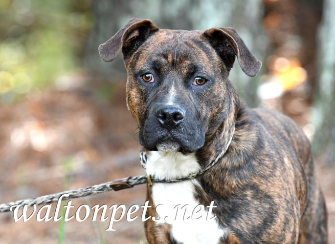 Young brindle male American Pitbull Terrier dog on a leash Picture