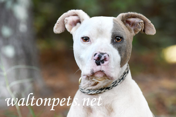 Pitbull Terrier Adoption Picture
