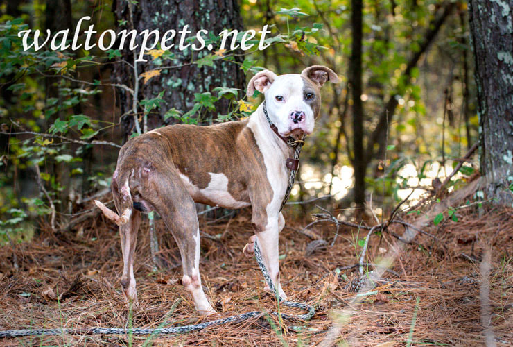 Malnourished skinny male Pitbull Terrier dog on leash Picture