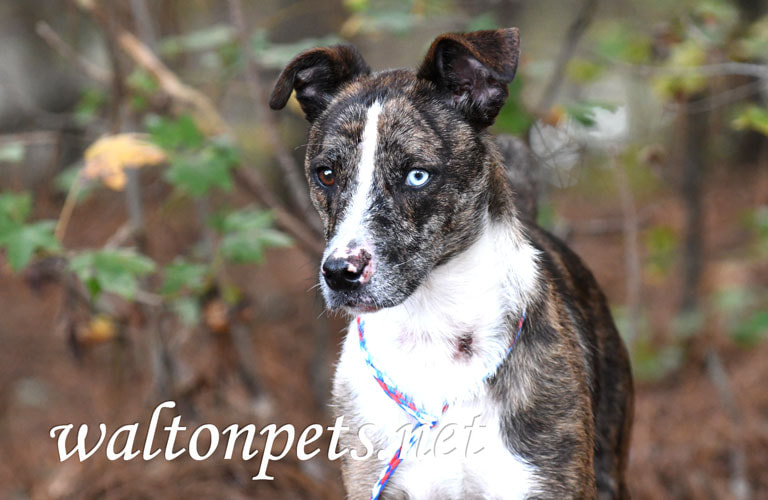 Brindle and white Catahoula and Cattledog mix breed puppy dog Picture