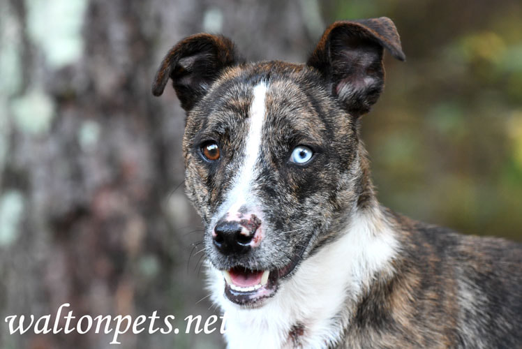 Brindle and white neutered male Catahoula and Cattledog mix breed puppy dog Picture