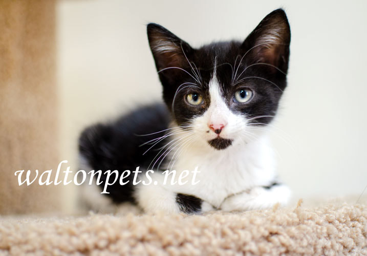Cute Tuxedo Kitten Picture