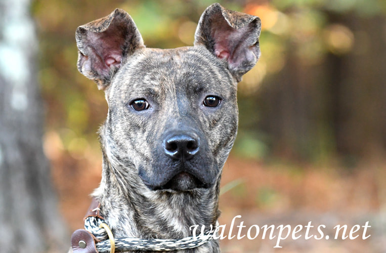 Brindle Whippet Mix Dog Picture