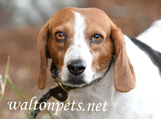 Male Beagle Dog Picture