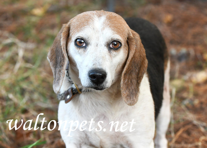 Female Beagle Dog Picture