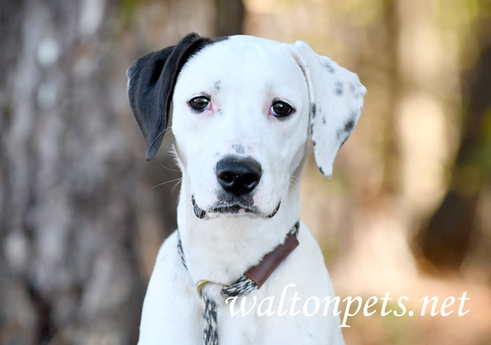 Young Dalmatian Mix Dog Picture