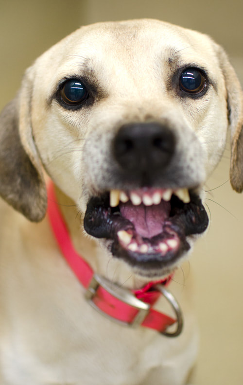 Bad dog showing teeth barking growling Picture