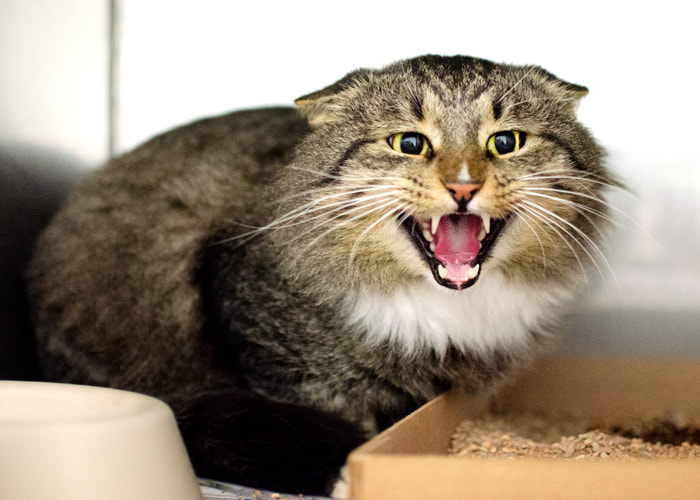 Angry mean hissing cat in animal shelter Picture