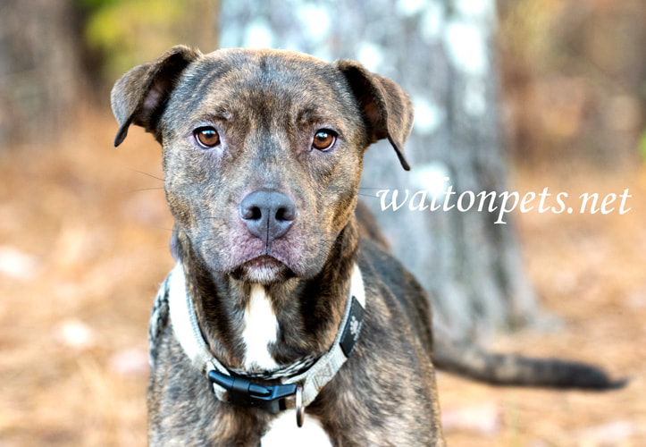 Female brindle Pitbull Terrier dog with collar wagging tail Picture