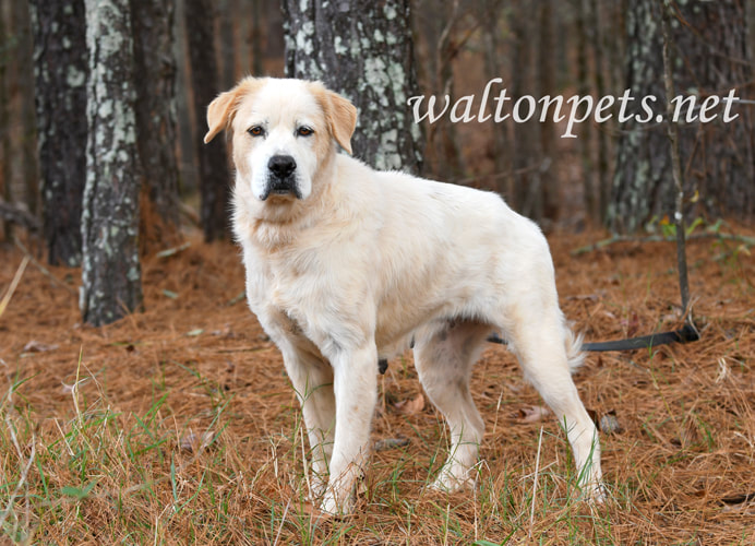 Older female Great Pyrenees mix breed dog outside on leash Picture