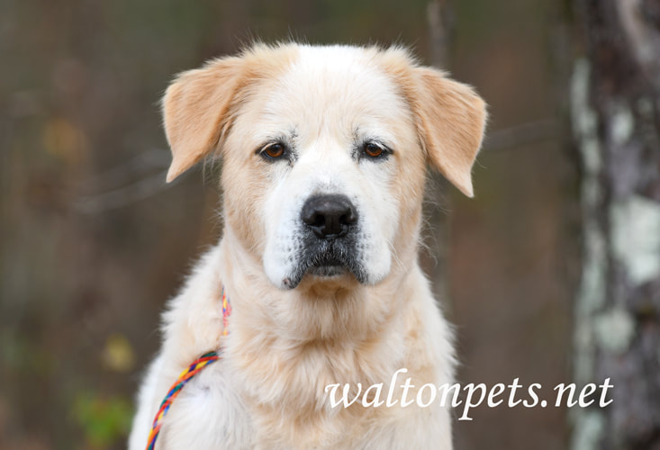 Older female Great Pyrenees mix breed dog outside on leash Picture