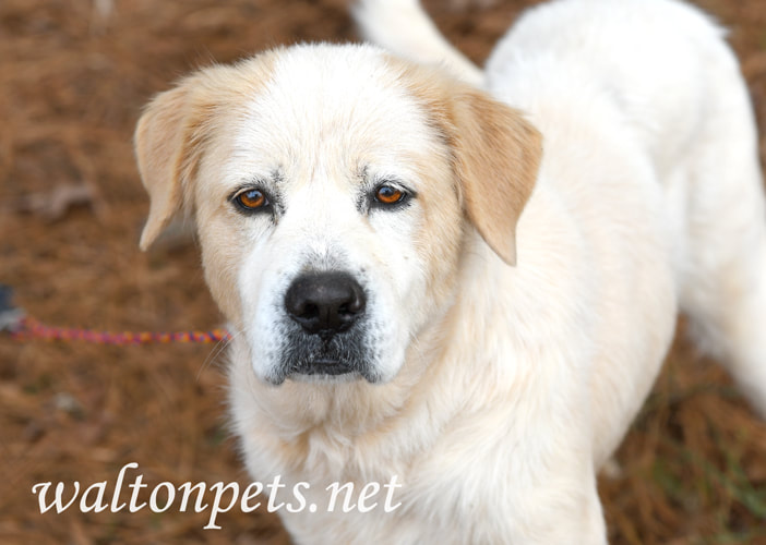 Older Great Pyrenees Dog Wagging Tail Picture