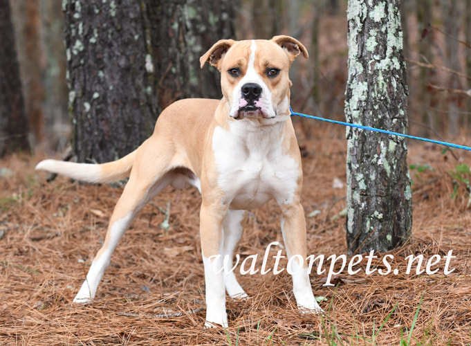 Young male Boxer and Bulldog mix breed dog portrait Picture