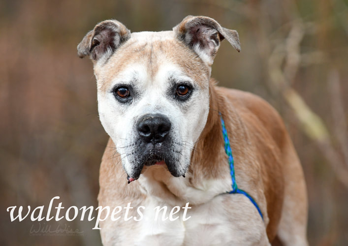 Senior Boxer American Bulldog mix breed dog outside on leash Picture