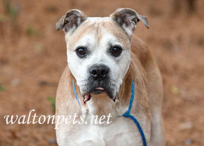 Senior Boxer American Bulldog Picture