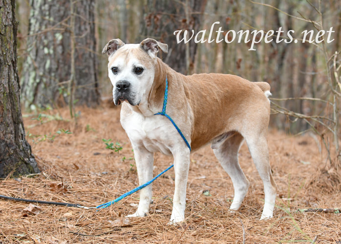 Senior Boxer American Bulldog mix breed dog outside on leash Picture