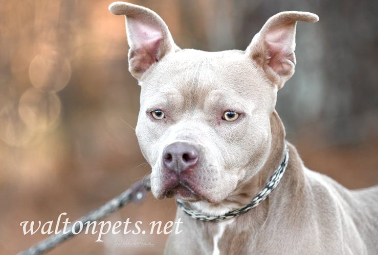 Female tan American Pitbull Terrier dog with big ears outside on leash Picture