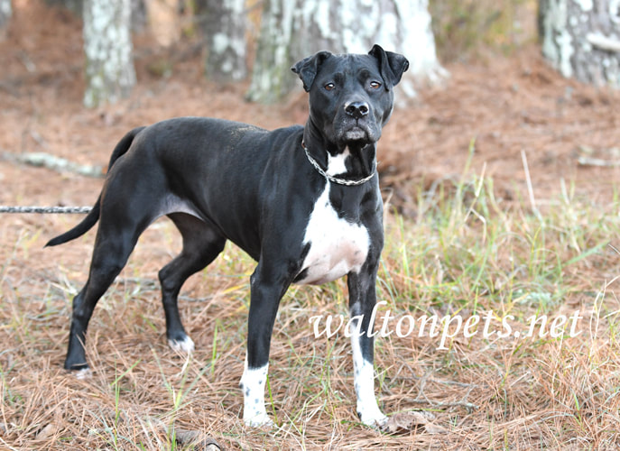Senior spayed female Pointer mix breed dog outside on leash Picture