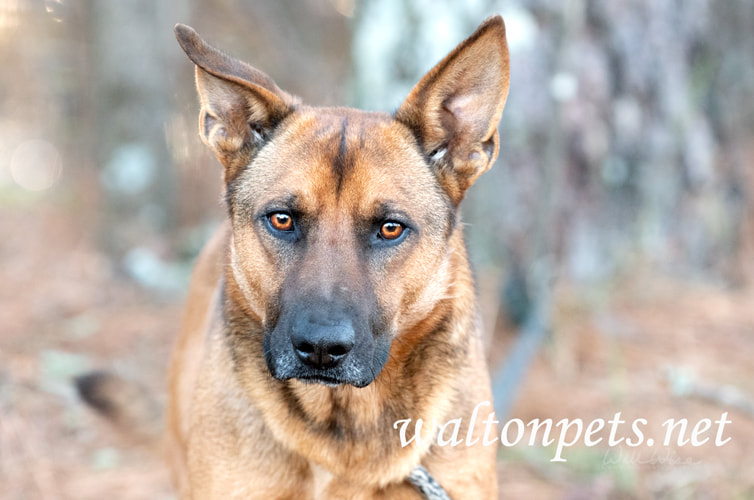 German Shepherd Dog Adoption Picture