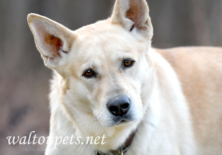 German Shepherd and Golden Retriever mix breed dog with collar adoption photo Picture