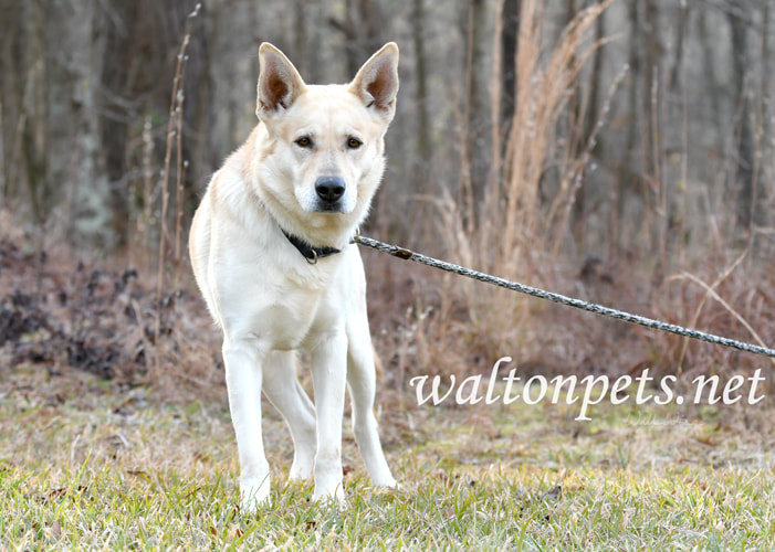 German Shepherd and Golden Retriever mix breed dog with collar adoption photo Picture