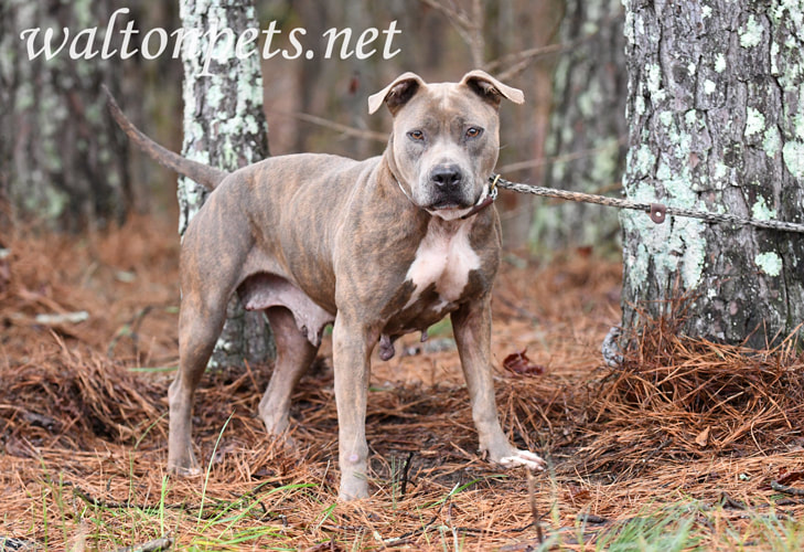 Blue brindle American Pitbull Terrier dog outside on leash Picture