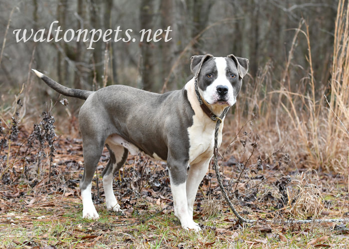 Blue and White American Pitbull Terrier bulldog dog outside on leash Picture
