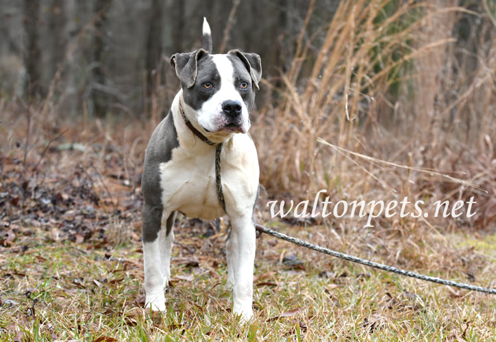Blue and White American Pitbull Terrier bulldog dog outside on leash Picture