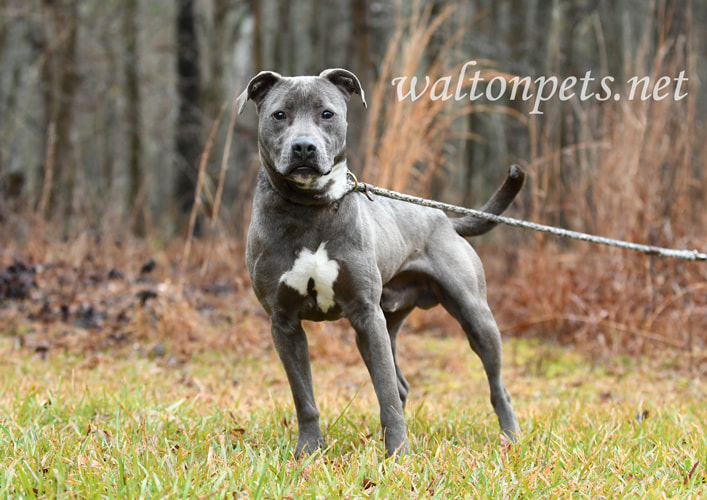 Young male blue and white pitbull silver lab puppy dog outside on leash pet adoption photography Picture