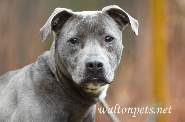 Young male blue and white pitbull silver lab puppy dog outside on leash pet adoption photography Picture