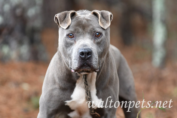 Older blue American Pitbull Terrier dog outside on leash Picture