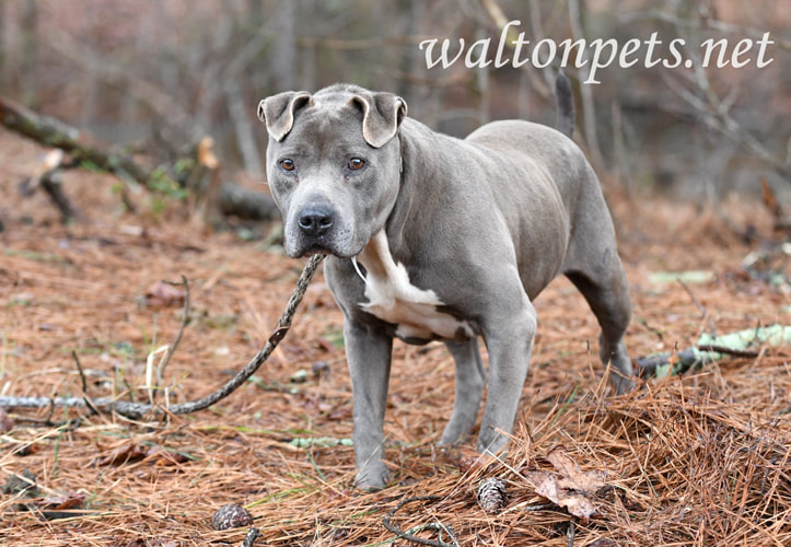 Older blue American Pitbull Terrier dog outside on leash Picture