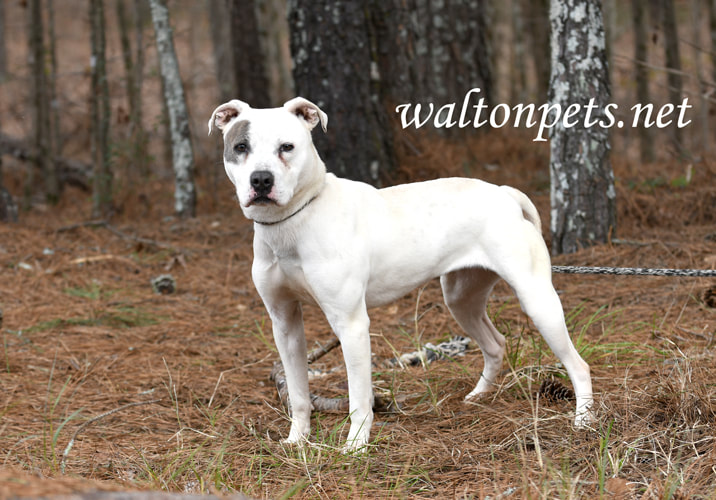 White female Pitbull Terrier dog outside on leash Picture