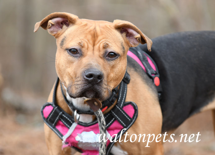 Black and tan female pitbull terrier dog with pink harness and leash Picture