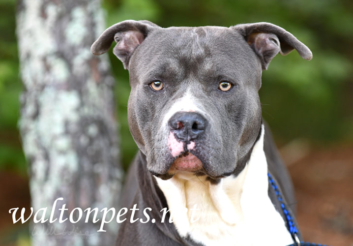 Blue American Pitbull Terrier dog on leash Picture