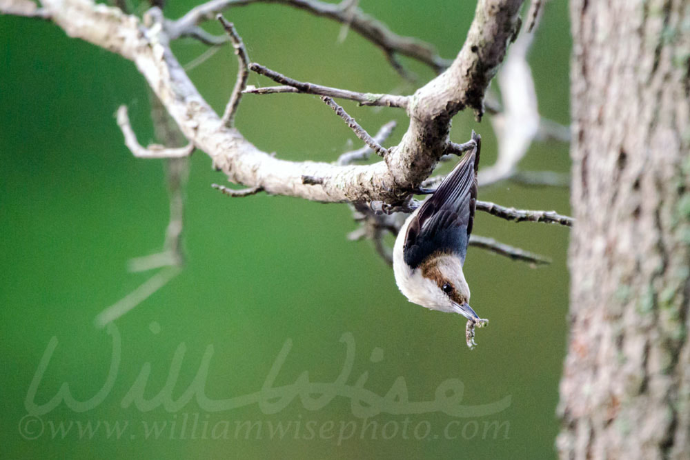 Brown Headed Nuthatch Picture