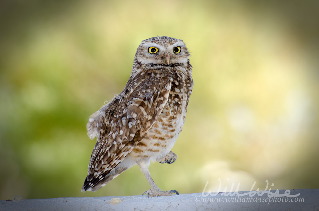 Burrowing Owl, Tucson Arizona Picture