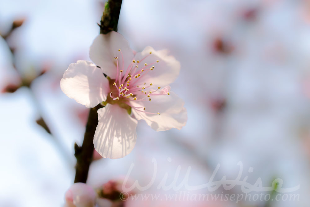 Cherry Blossom Picture