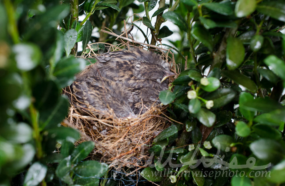 Baby Chipping Sparrow Bird Nest Picture