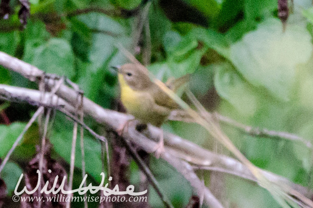 Common Yellowthroat Picture