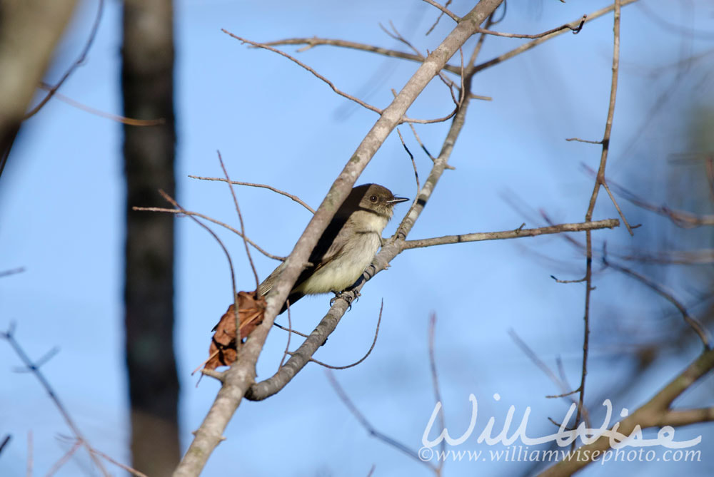 Eastern Phoebe Picture