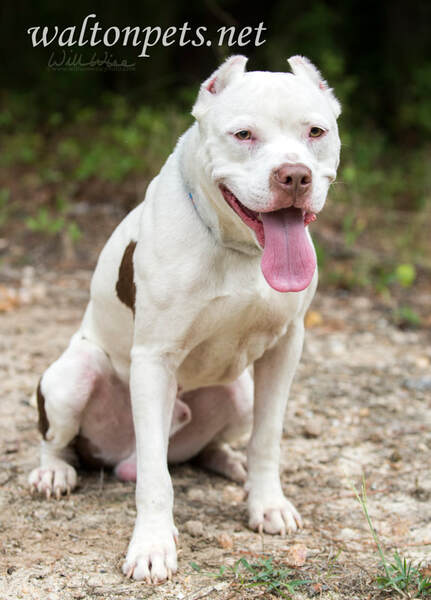 White pitbull with cropped ears Picture