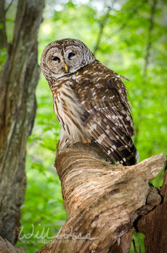 Barred Owl Picture