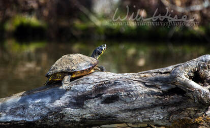 Slider Turtle basking on a log in Hard Labor Creek State Park, Georgia Picture