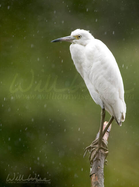 White Little Blue Heron Picture