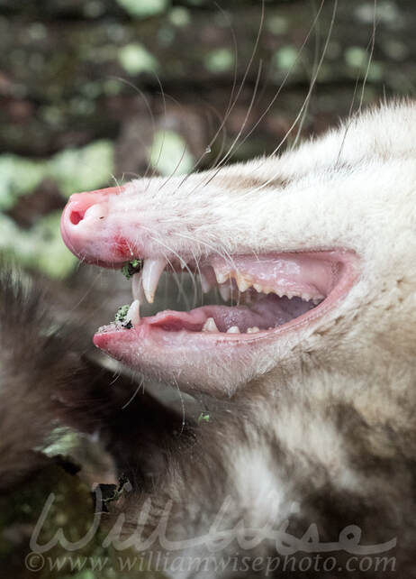 Close up of Virginia Opossum teeth sharp canines Picture