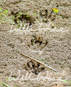 Raccoon Prints left in soft mud of an ephemeral beaver pond Picture