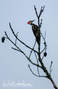 Pileated Woodpecker birding Picture