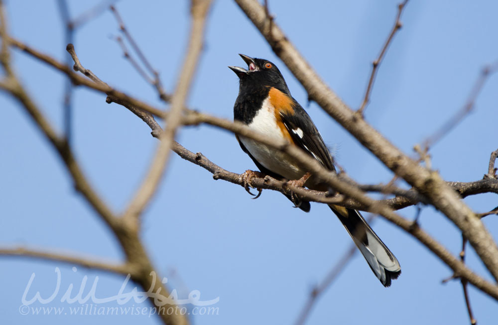 Great Backyard Bird Count Georgia 2018 William Wise Photography