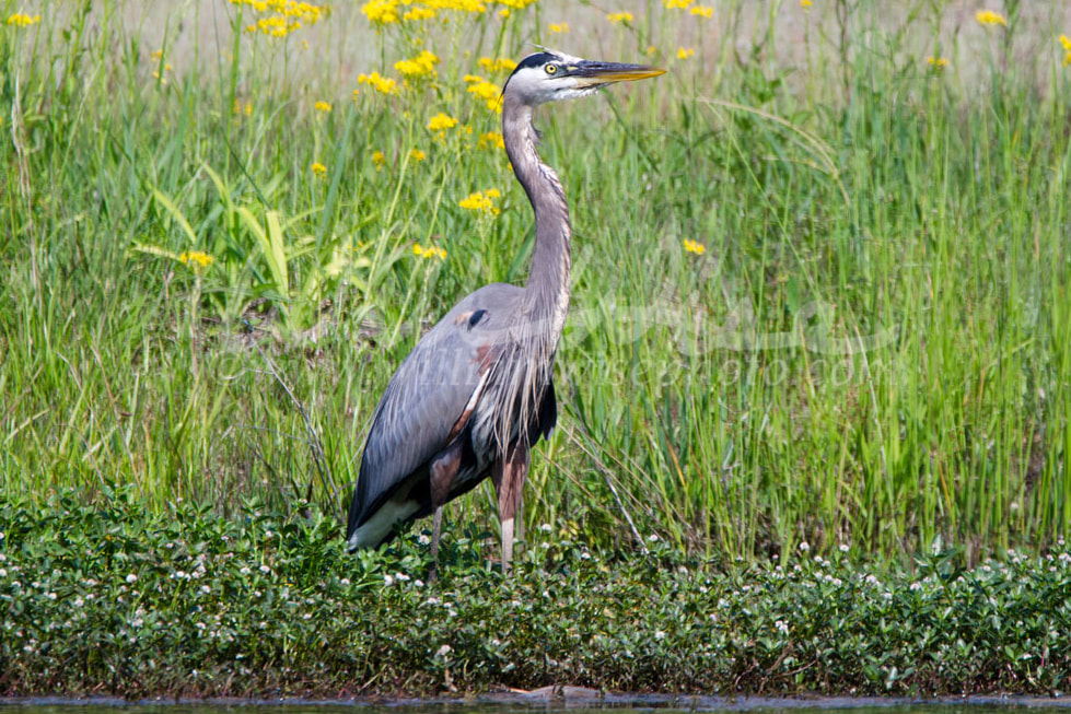 Great Blue Heron Picture